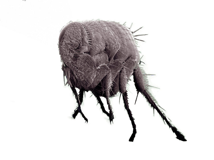 Fleas