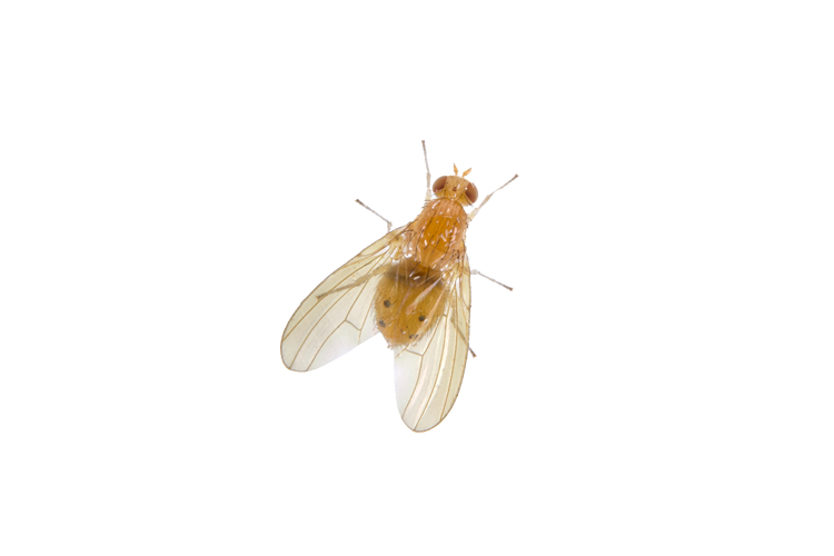 Fruit Flies and Gnats
