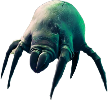Mites